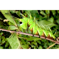 Eastern Glory Moth Mirina christophi Pupae Eastern Glory Moth Mirina christophi Pupae